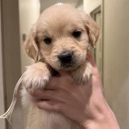 Winnie - Light golden female Golden Retriever puppy in Colville, Washington from Columbia Ridge Goldens