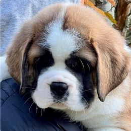 Dark Green - Orange and white female Saint Bernard puppy in Double Springs, Alabama from St Bernard Kingdom, LLC