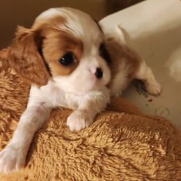 Cavalier King Charles Spaniel Puppies from Angelic Cavaliers