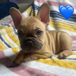 French Bulldog Puppies from South Texas Frenchies