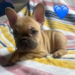 French Bulldog Puppies from South Texas Frenchies