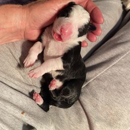 Border Collie Puppies from Fluffy Nugget Farm