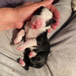 Border Collie Puppies from Fluffy Nugget Farm