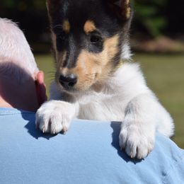 Emily - Black white and tan female Collie puppy in North Carolina from Sunway Kennels