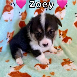 Zoey - Black and tan female Pembroke Welsh Corgi puppy in Corning, California from C.H. Pembroke Corgis