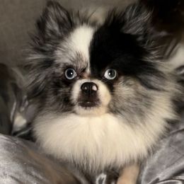 Cruella - Pomeranian