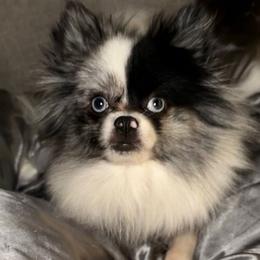 Cruella - Pomeranian