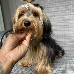 French Bulldog, Poodle, and Yorkshire Terrier All Grown Up from Taste Of Flavor LLC