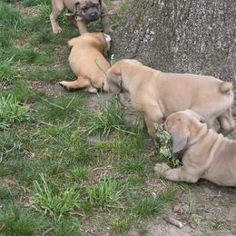 Cane Corso Puppies from Gina Dash