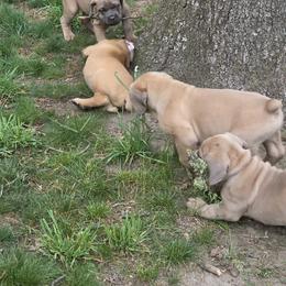 Cane Corso Puppies from Gina Dash