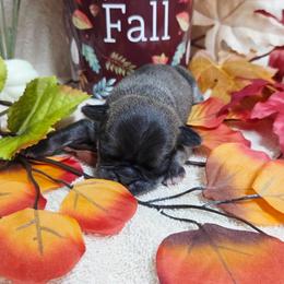 Dark Chinchilla Boy (green) - Cream male Pug puppy in Tulsa, Oklahoma from Locust Creek Pugs & Japanese Chin's