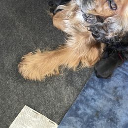 Bella - Cocker Spaniel