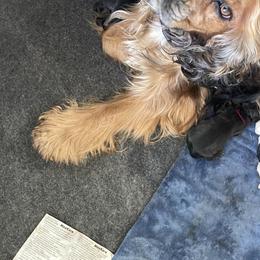 Bella - Cocker Spaniel