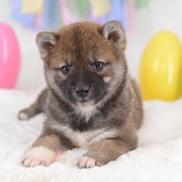 Boy 2 - Red male Shiba Inu puppy in Neosho, Missouri from Sunny Terrace Shibas