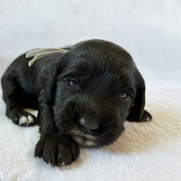 Wednesday - Black and white male Cockapoo puppy in Adrian, Oregon from ApplebyFarm