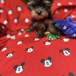Yorkshire Terrier Puppies from Rosann Serna