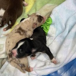 Miniature Australian Shepherd Puppies from Amberwood DD Aussies