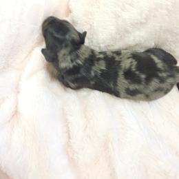 G3 - Chocolate and tan female Dachshund puppy in Austin, Texas from Glorious Minis