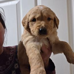 Tank - Golden male Golden Retriever puppy in Milwaukee, Wisconsin from Pedigree Golden Retrievers