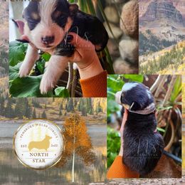 Aspen - Black and tan female Pembroke Welsh Corgi puppy in Fortine, Montana from North Star Pembroke Welsh Corgi's