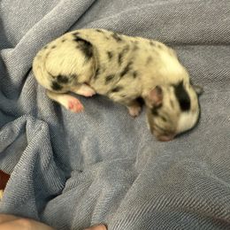 Hailey - Blue merle female Australian Shepherd puppy in Mount Vernon, Texas from RJ's Aussie Posse