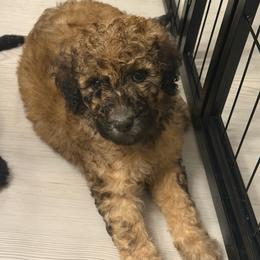 Pepper - AKC Limited - Sable female Poodle puppy in Haines City, Florida from Noelle Poodles