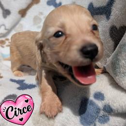 Circe - Cream female Dachshund puppy in Winter Haven, Florida from Katrina's Punk Rock Dachshunds