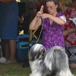 Tibetan Terriers from Supreme Point Kennels