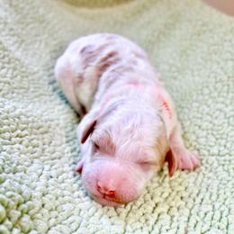 Doc - Parti male Goldendoodle puppy in Stockton, California from Port City Doodles
