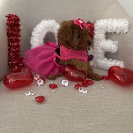 Poodle Puppies from Pups and Paws Toy Poodles