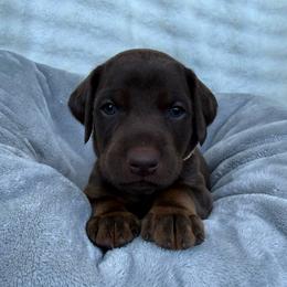 Dove - Red and rust female Doberman Pinscher puppy in Brookfield, Wisconsin from Haus of Hound