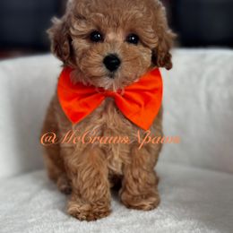 Nyla - Apricot female Maltipoo puppy in Hesperia, California from McCraws N Paws