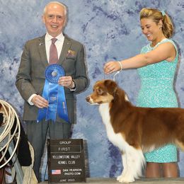 Australian Shepherds from SkyRyder Australian Shepherds