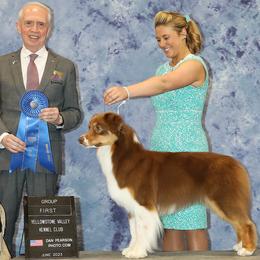 Australian Shepherds from SkyRyder Australian Shepherds