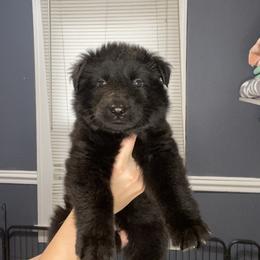 German Shepherd Puppies from Fancy GSDs