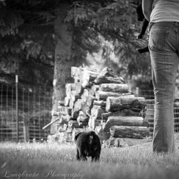 Cane Corso Puppies from Serafina Cane Corso