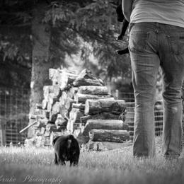 Cane Corso Puppies from Serafina Cane Corso