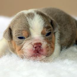 Stella - Lilac tri-color female Bulldog puppy in Winnsboro, Texas from JP Ranch Bulldogs