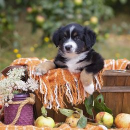 Miniature American Shepherd Puppies from Lone Pine Miniature American Shepherds