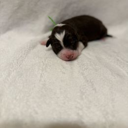 Lime collar - Red & white male Australian Shepherd puppy in Buckeye, Arizona from Wranglin Farms