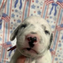 Kit Kat - White and black male Dalmatian puppy in Austin, Texas from Dazzling Dalz