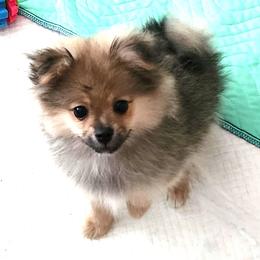 Girl 4 - Cream sable female Pomeranian puppy in Turnersville, New Jersey from MK Exquisite Poms
