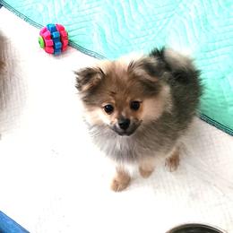 Girl 4 - Cream sable female Pomeranian puppy in Turnersville, New Jersey from MK Exquisite Poms
