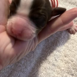 English Springer Spaniel Puppies from McCartney Springer’s