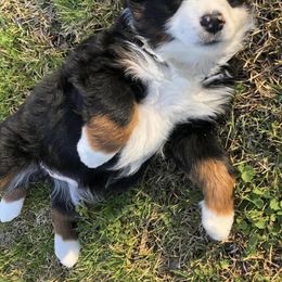 Miniature Australian Shepherd Puppies from Ice Blue Aussies