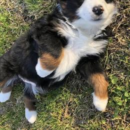 Miniature Australian Shepherd Puppies from Ice Blue Aussies