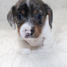 Winnie - Dapple female Dachshund puppy in Lily, Kentucky from Little Acres Miniature Dachshunds