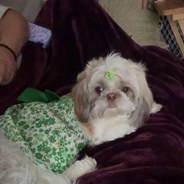Coco - Shih Tzu