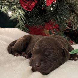 Green - Chocolate female Labrador Retriever puppy in Heath Springs, South Carolina from Rich Hill Retrievers