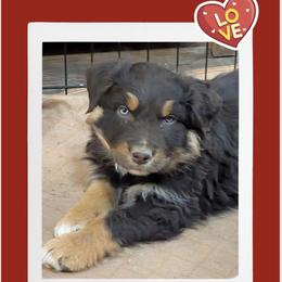 Cupid - Red tri-color male Australian Shepherd puppy in Parker, Colorado from Legacy Ranch Australian Shepherds